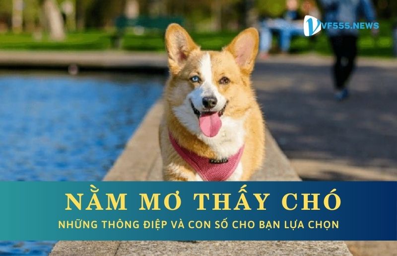 Nằm mơ thấy chó