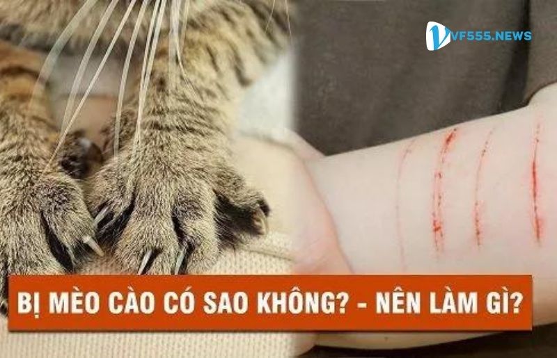 Mèo cào cắn vào tay, chân