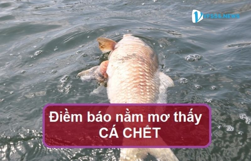 Mơ thấy cá chết