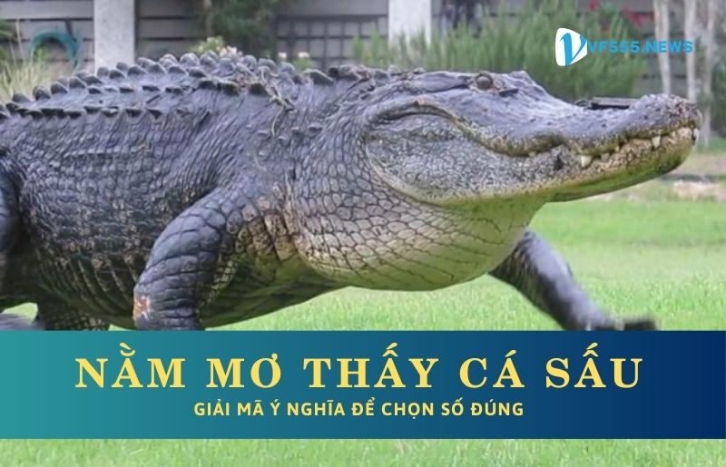 Nằm mơ thấy Cá Sấu