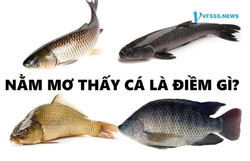 Điềm báo nằm mơ thấy cá