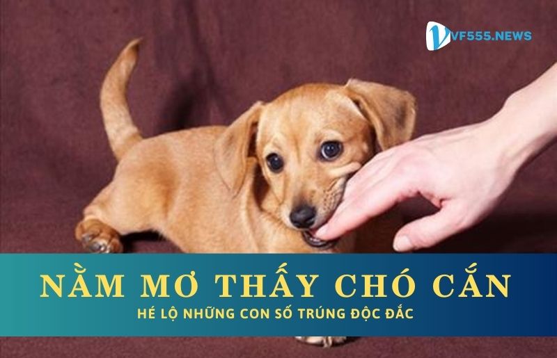 Nằm mơ thấy chó cắn