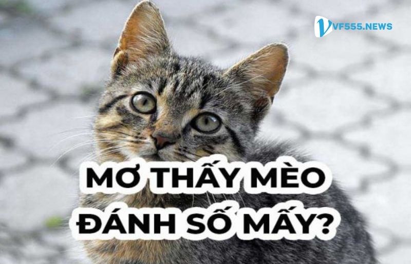 Nằm Mơ Thấy Mèo đánh con gì đổi đời