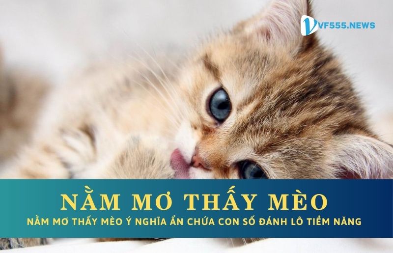 Giải mã nằm mơ thấy mèo điềm lành hay rủi