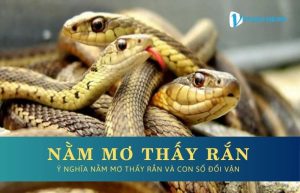 Nằm Mơ Thấy Rắn ý nghĩa và con số đổi vận