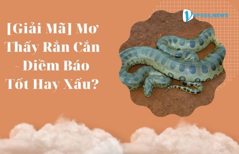 Nằm mơ thấy rắn tốt hay xấu? Cùng xem xét dưới đây